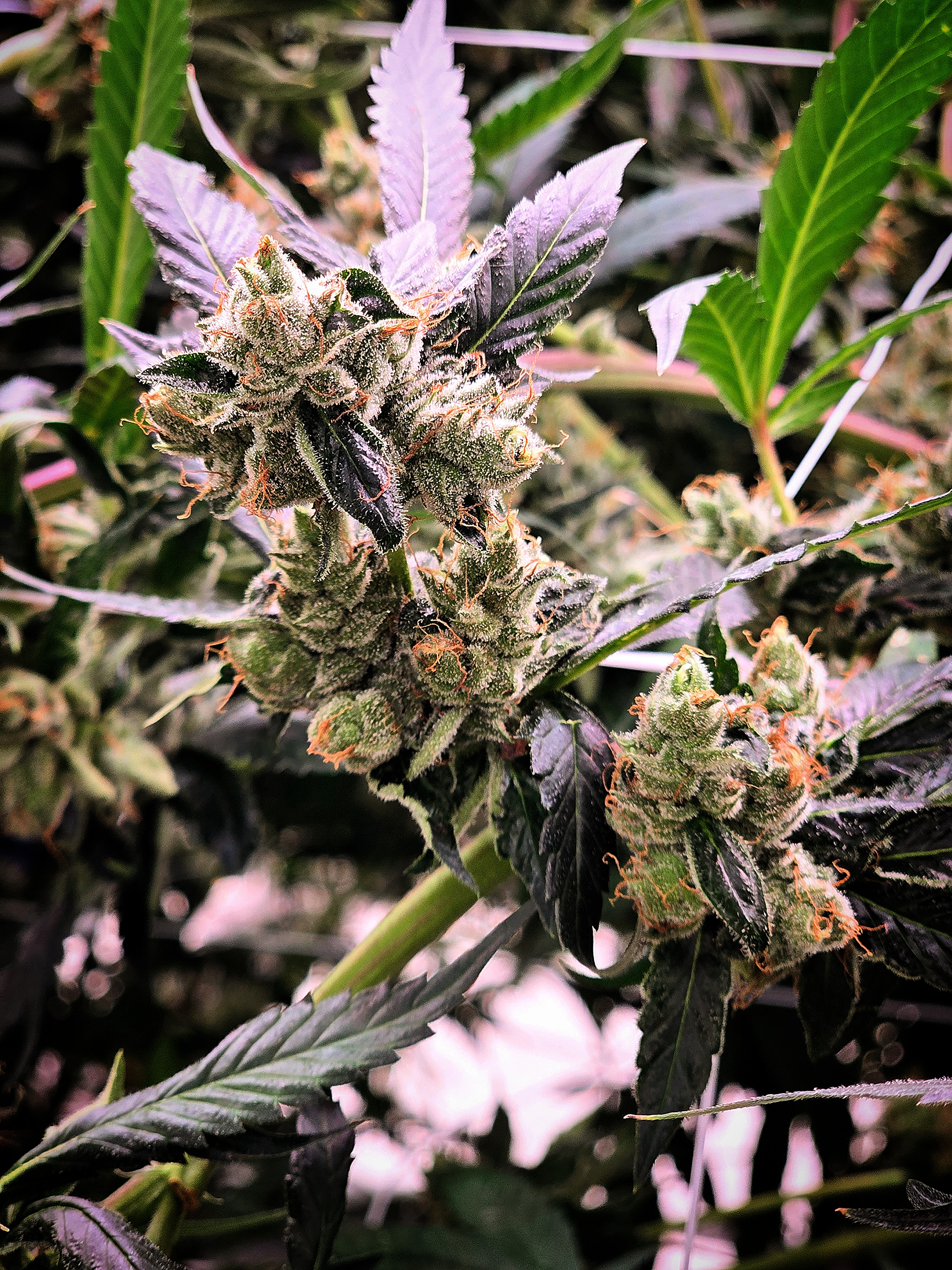 Indoor cannabis grow room with full-spectrum lighting